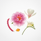 The Homeland Of Peony by Modern Bath Art